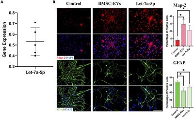 Micro-RNA let-7a-5p Derived From Mesenchymal Stem Cell-Derived Extracellular Vesicles Promotes the Regrowth of Neurons in Spinal-Cord-Injured Rats by Targeting the HMGA2/SMAD2 Axis